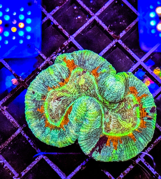 Rainbow Trachyphyllia - Premium Brain Coral