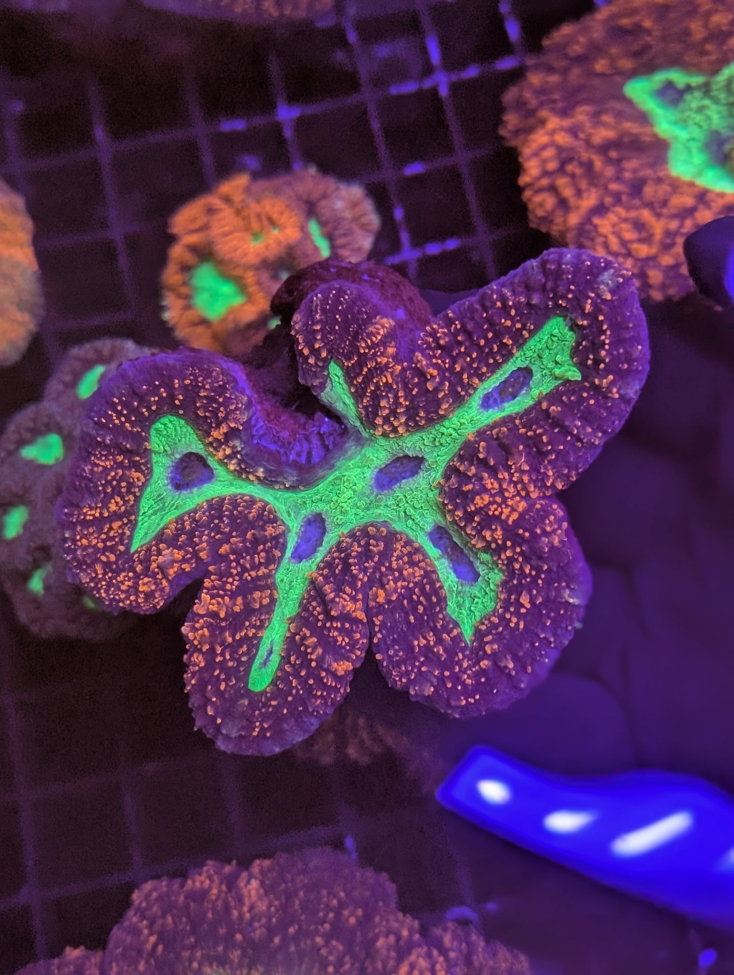 Premium large ultra orange and green Lobo LPS coral - UK specimen with vibrant bicolor pattern